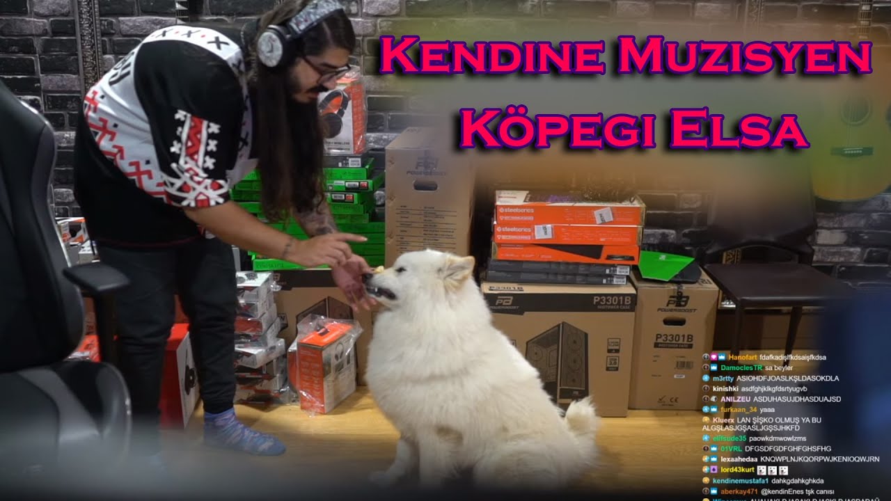 Kendine Müzisyen Kemal'in Köpeği Elsanın Cinsi Nedir